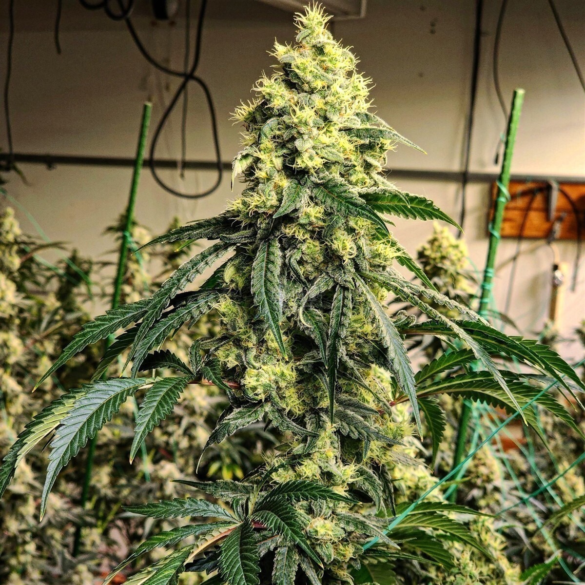 Cherry Pie OG S1 - Ethos feminisiert 5er Pack