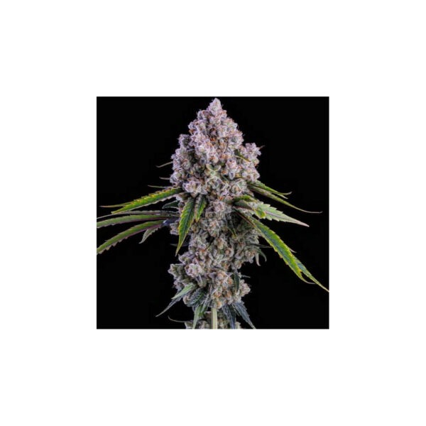 Nuggz R1 – Ethos feminisiert 5er Pack Cannabis Samen
