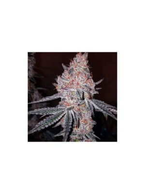 Orange Kush Cake R1 – Ethos feminisiert 5er Pack Cannabis Samen