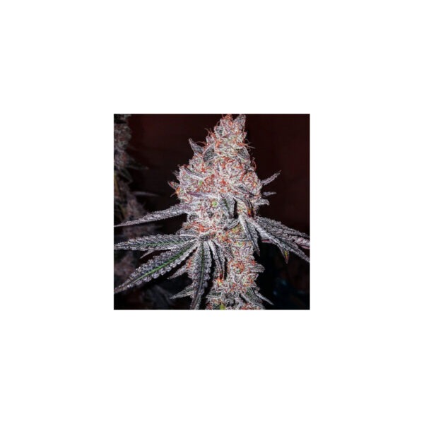 Orange Kush Cake R1 – Ethos feminisiert 5er Pack Cannabis Samen