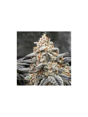 Pepe Silvia R1 – Ethos feminisiert 5er Pack Cannabis Samen