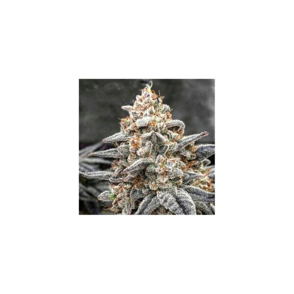 Pepe Silvia R1 – Ethos feminisiert 5er Pack Cannabis Samen