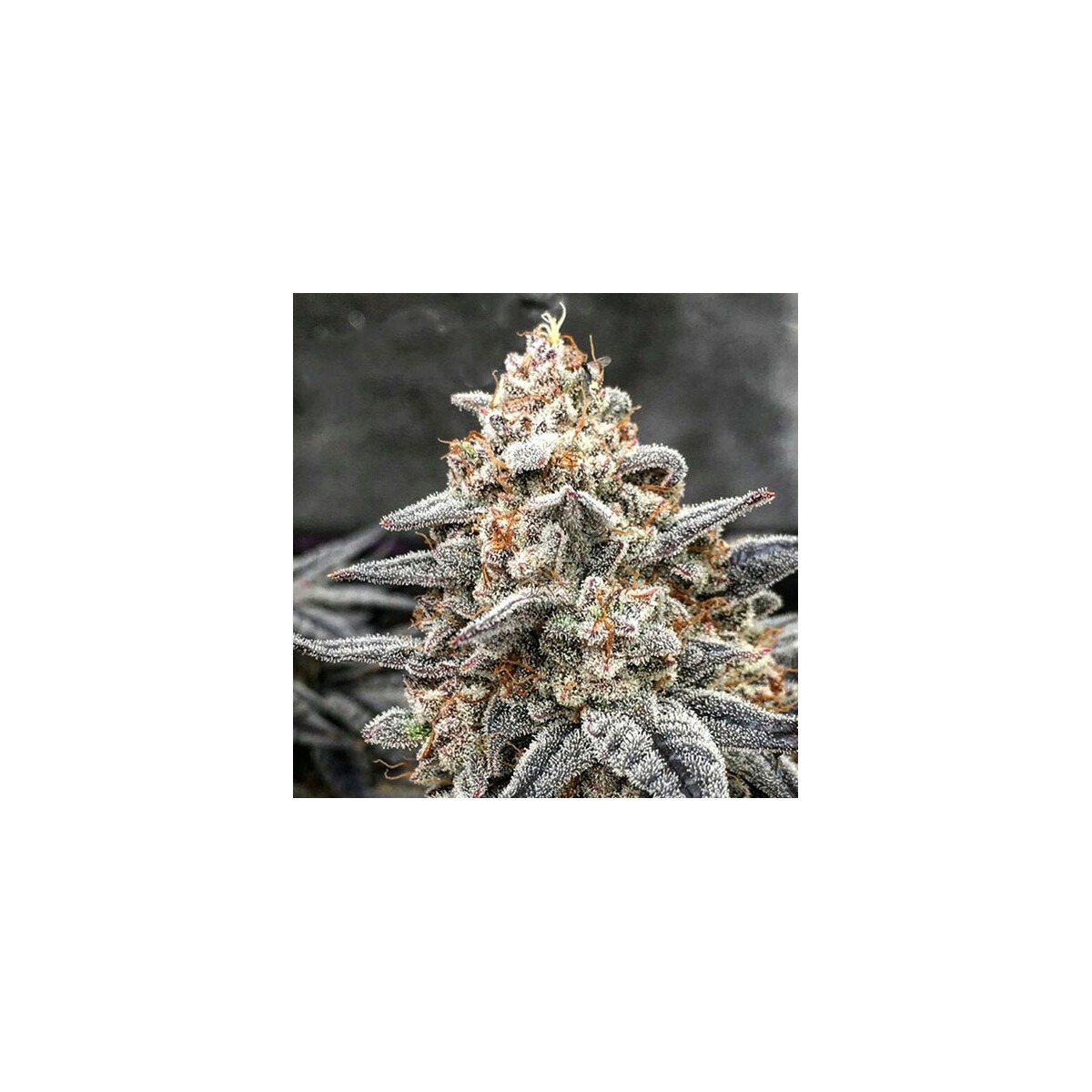 Pepe Silvia R1 - Ethos feminisiert 5er Pack