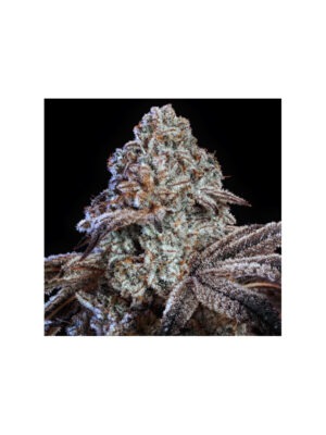Colin OG RBX – Ethos feminisiert 5er Pack Cannabis Samen