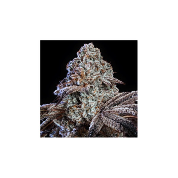 ethos-pillows-r1-fem-5st.jpg Colin OG RBX – Ethos feminisiert 5er Pack Cannabis Samen