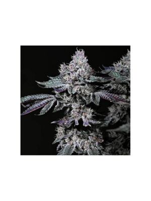 Strawberry Cookies OG R1 – Ethos feminisiert 5er Pack Cannabis Samen