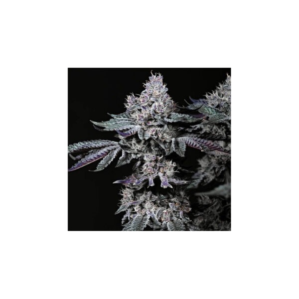 Strawberry Cookies OG R1 – Ethos feminisiert 5er Pack Cannabis Samen
