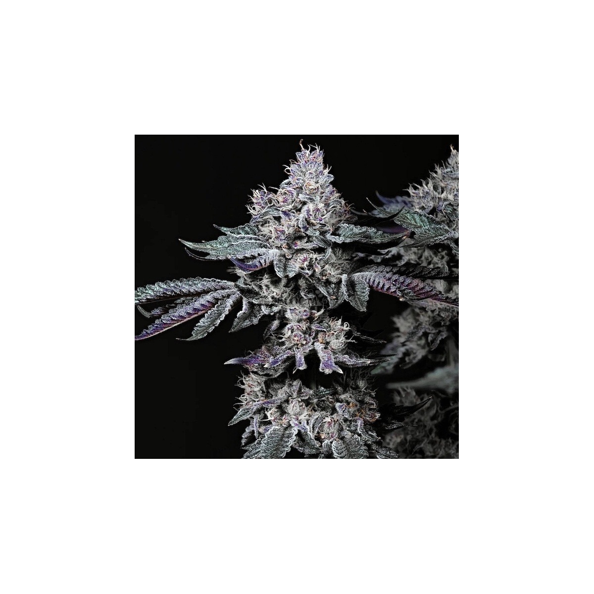 Strawberry Cookies OG R1 - Ethos feminisiert 5er Pack
