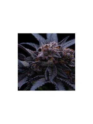 Super Lemon Haze RBX3 – Ethos feminisiert 5er Pack Cannabis Samen