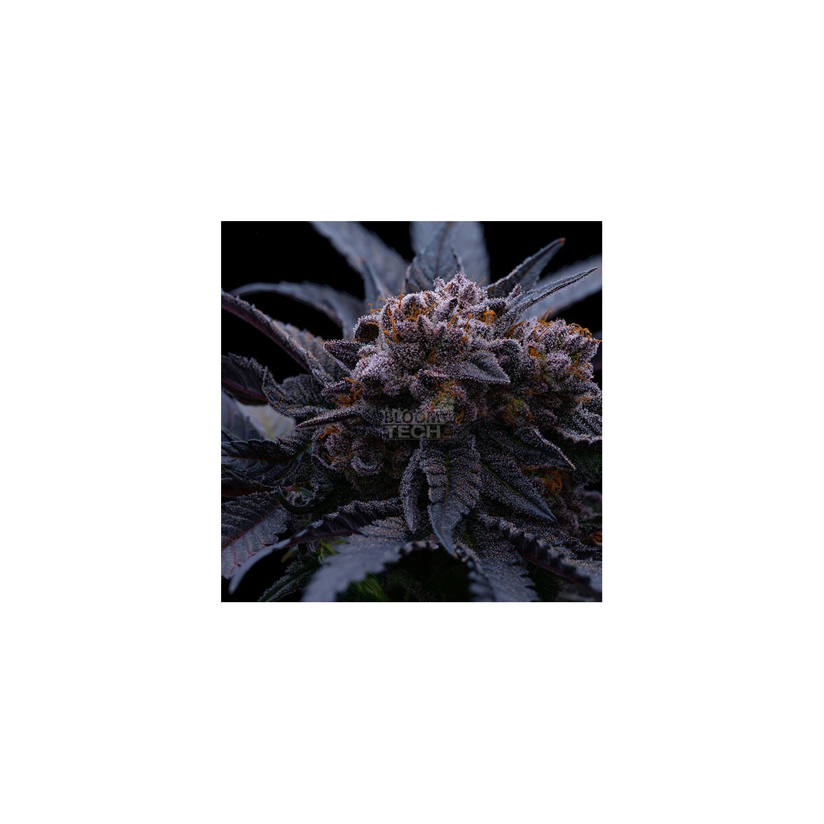 Super Lemon Haze RBX3 - Ethos feminisiert 5er Pack