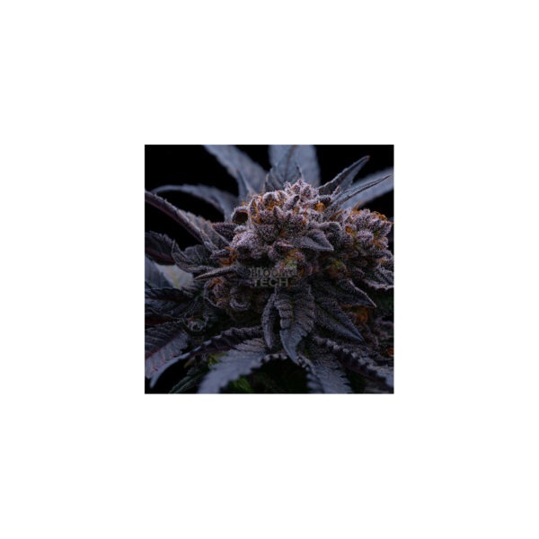 ethos-super-lemon-haze-rbx3-fem-5st.jpg Platinum Kush Breath – In House Genetics feminisiert 3er Pack Cannabis Samen