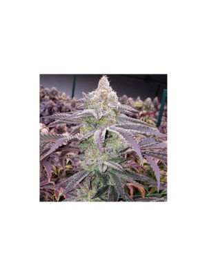 Apple Lobster Cipher Genettics feminisiert 3er Pack Cannabis Samen