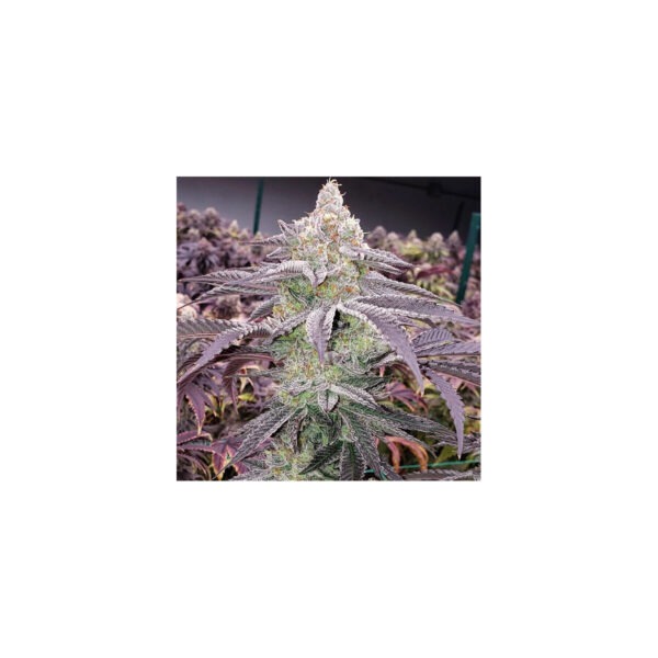 ethos-wrank-multipack-fem-6st.jpg Apple Lobster Cipher Genettics feminisiert 3er Pack Cannabis Samen
