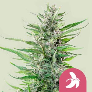 Fat Banana USA Premium - Royal Queen Seeds feminisiert 3er Pack