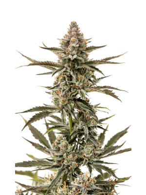 Forbidden Runtz XXL Auto – Growers Choice feminisiert 3er Pack Cannabis Samen