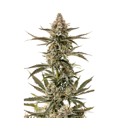 Forbidden Runtz XXL Auto – Growers Choice feminisiert 3er Pack Cannabis Samen