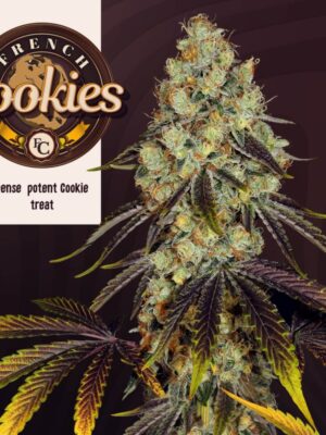 french-cookies-for-magento.jpg French Cookies - T.H. Seeds feminisiert 6er Pack