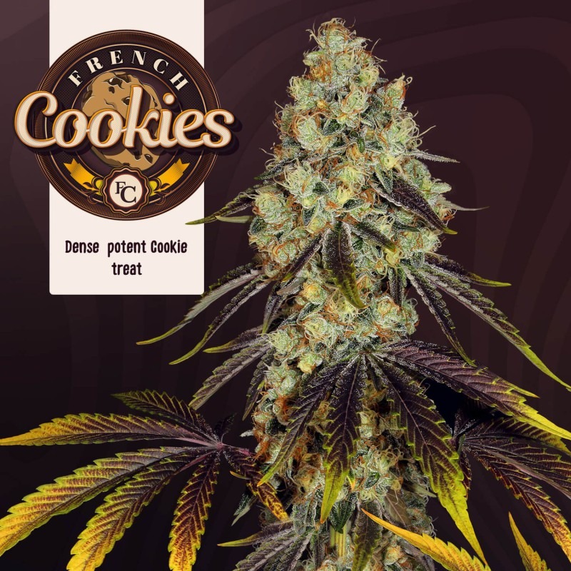 French Cookies - T.H. Seeds feminisiert 6er Pack