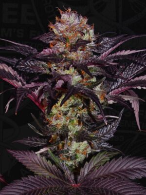 french-macaron_1.jpg French Macaron - Gelato 33 X French Cookies - T.H. Seeds feminisiert 6er Pack