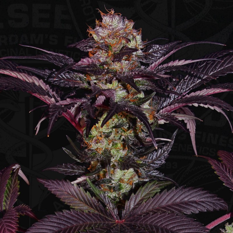 French Macaron - Gelato 33 X French Cookies - T.H. Seeds feminisiert 6er Pack