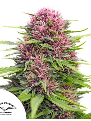 Frisian Dew - Dutch Passion feminisiert 3er Pack