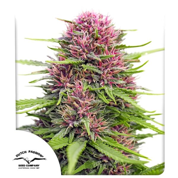 frisian-dew.jpg Frisian Dew - Dutch Passion feminisiert 3er Pack