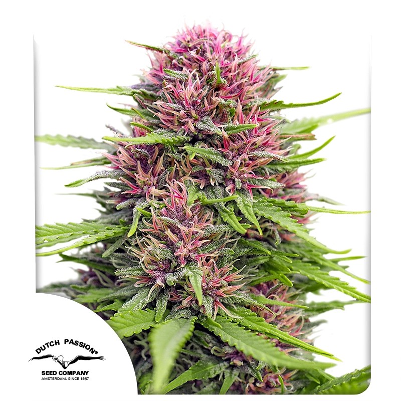 Frisian Dew - Dutch Passion feminisiert 3er Pack