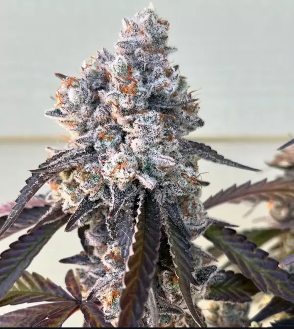 Frostade – Umami Seeds feminisiert 6er Pack