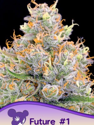 Anesia Seeds future 1 Samen