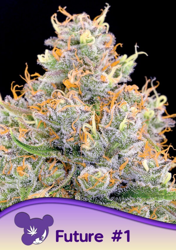 Anesia Seeds future 1 Samen