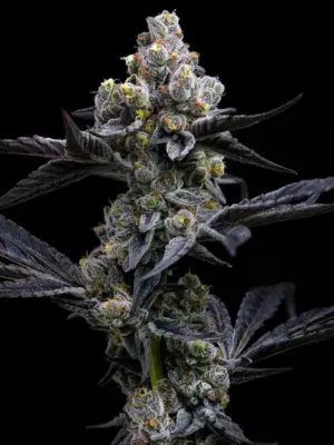 Garlic Cookies Barneys Farm 3er Pack