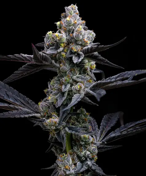 garlic-cookies_circle_new_21_370581.webp garlic cookies