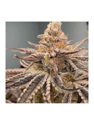 Garlic Storm - In House Genetics feminisiert 3er Pack