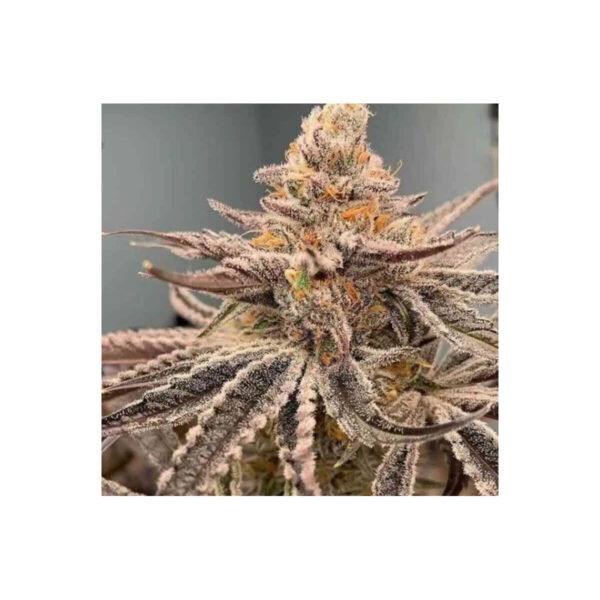 Garlic Storm – In House Genetics feminisiert 3er Pack