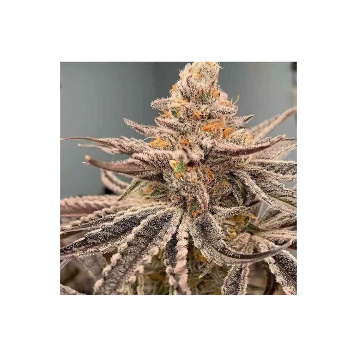 Garlic Storm - In House Genetics feminisiert 3er Pack