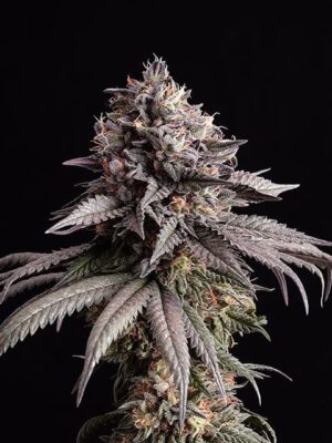 gelato-k-flower.jpg Gelato-K - Kannabia feminisiert 3er Pack