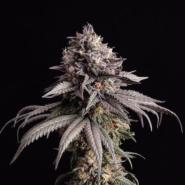 Gelato-K - Kannabia feminisiert 3er Pack