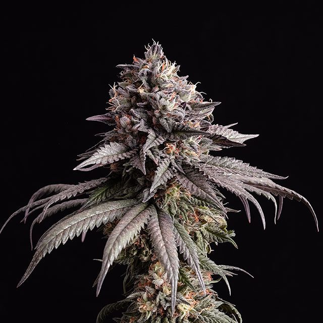 Gelato-K - Kannabia feminisiert 3er Pack