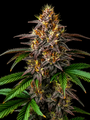 Gelato Mintz X Watermelon – Marj Jane feminisiert 3er Pack