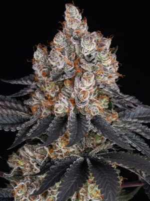gelato