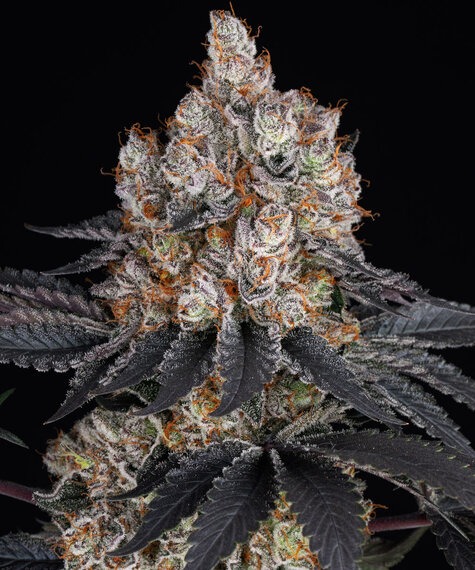 Gelato - Barneys Farm feminisiert 3er Pack