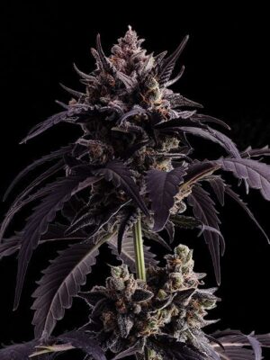 ginger-punch-auto-flower.jpg Ginger Punsh Auto - Kannabia feminisiert 3er Pack