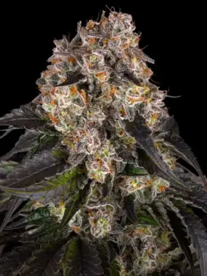 girl scout cookies