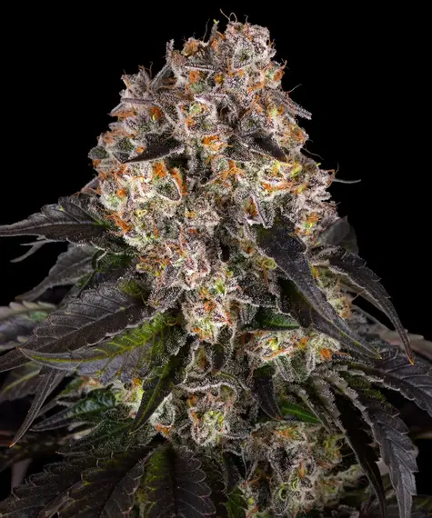 Girl Scout Cookies - Barneys Farm feminisiert 3er Pack