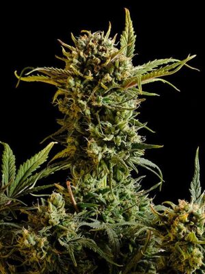 gnomo-auto-flower.jpg Gnomo Auto - Kannabia feminisiert 3er Pack