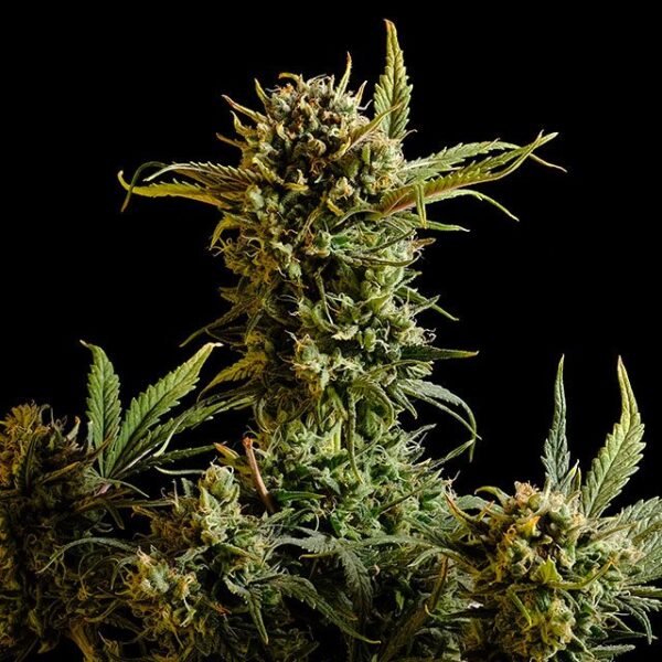 gnomo-auto-flower.jpg Gnomo Auto - Kannabia feminisiert 3er Pack