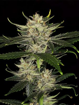 gorilla-king-auto-flower.jpg Gorilla King Auto - Kannabia feminisiert 3er Pack