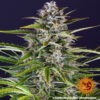 Barney's Farm gorilla zkittlez auto Samen – Bild 2