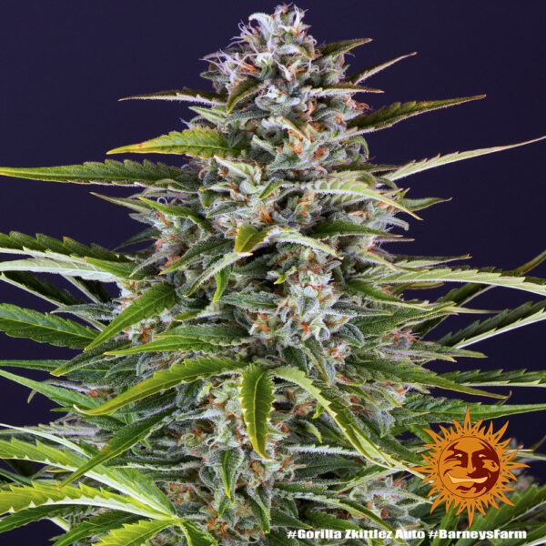 Barney's Farm gorilla zkittlez auto Samen – Bild 2