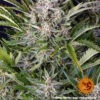 Barney's Farm gorilla zkittlez auto Samen – Bild 3